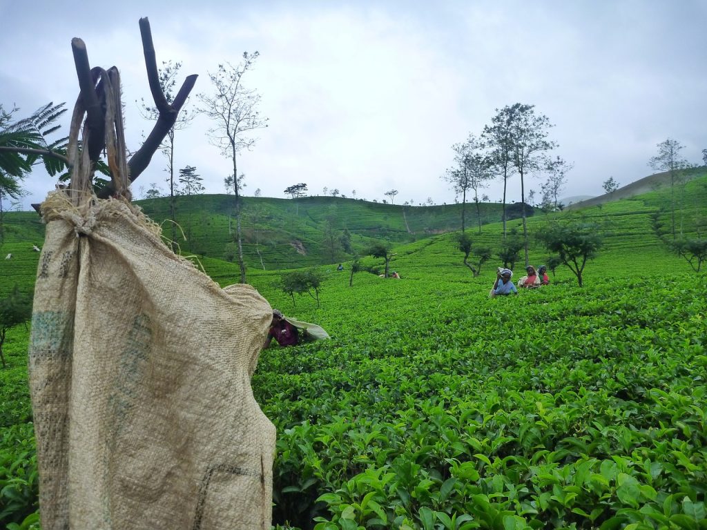sri lanka, ceylon, tea-334437.jpg